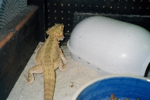 Young F. German Giant/ Snow