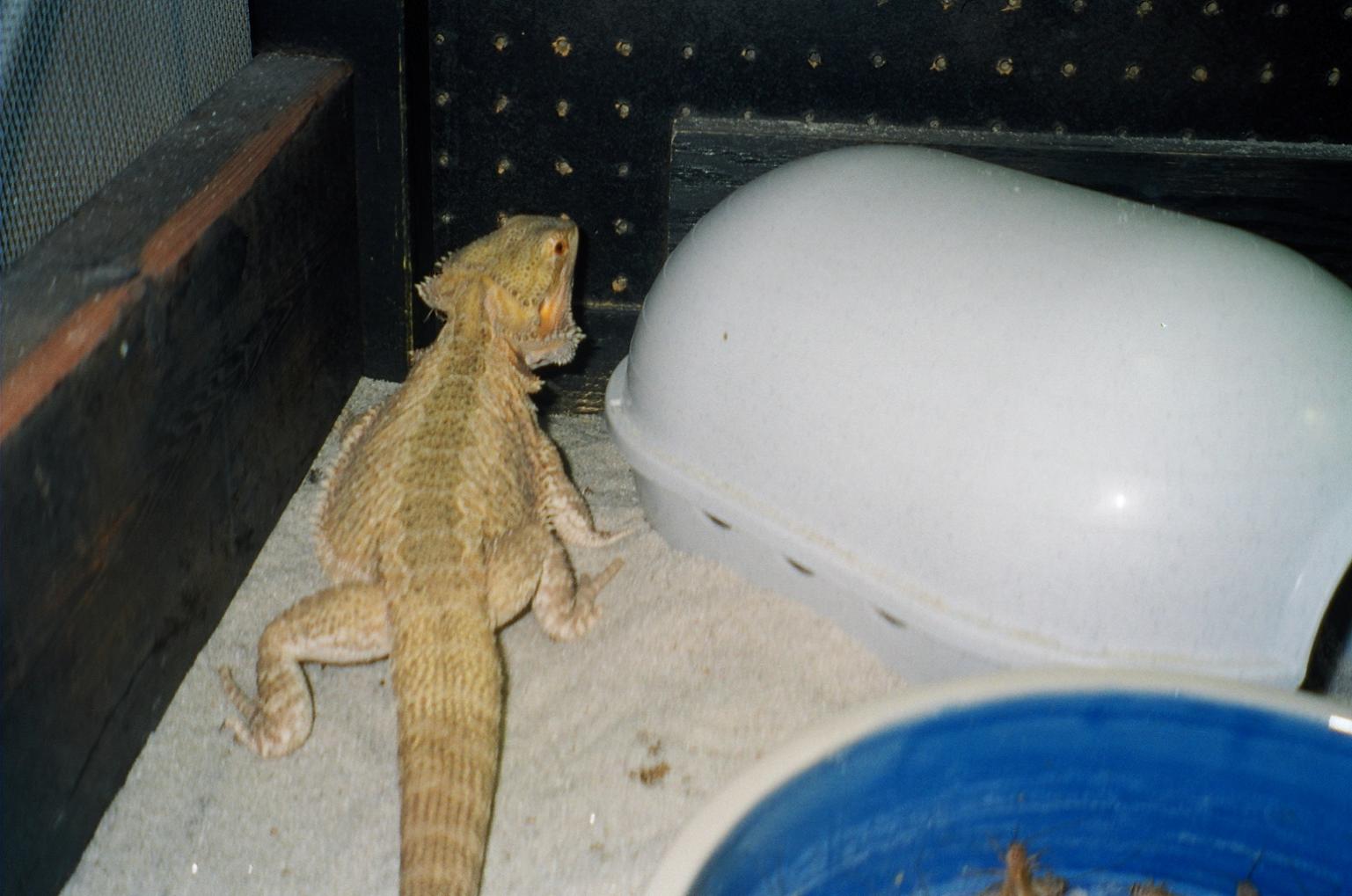 Young F. German Giant/ Snow