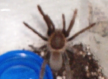 H.gigas