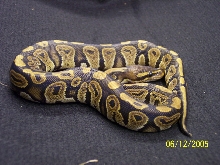 possible cinny????