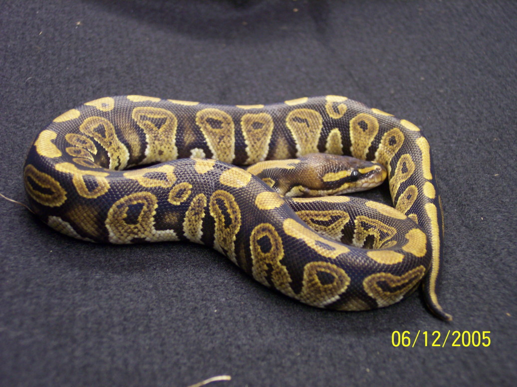 possible cinny????