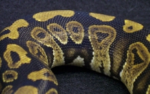 more pics of poss cinny.