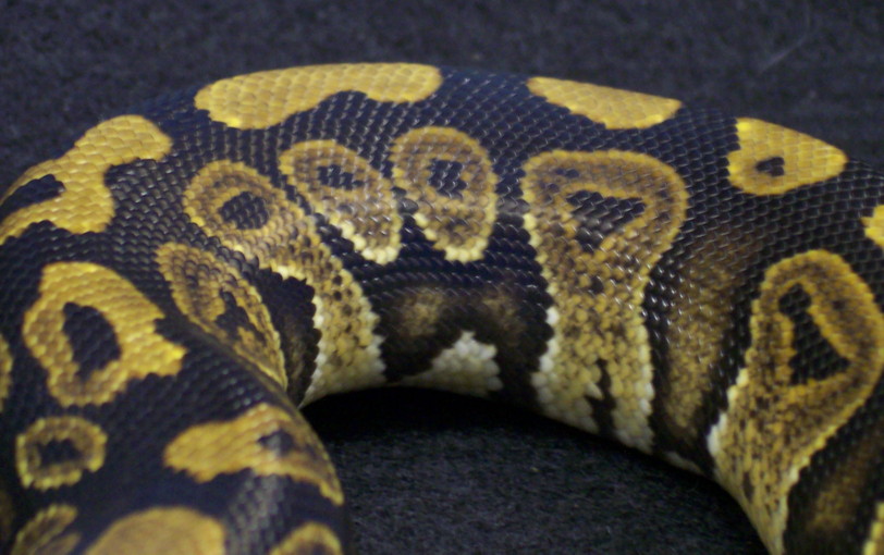 more pics of poss cinny.