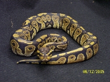 poss cinny pastel
