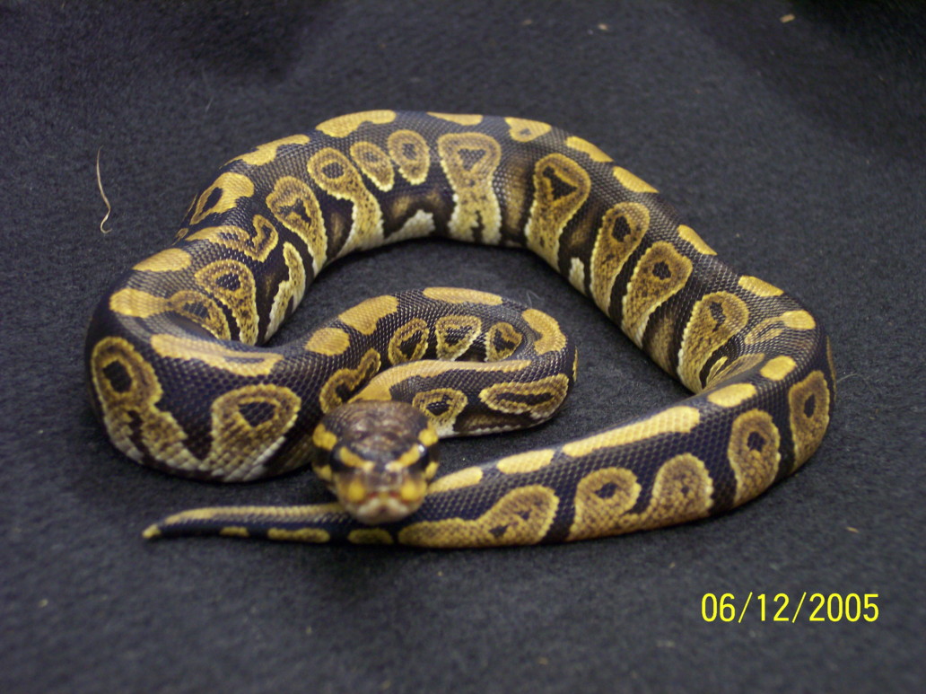 poss cinny pastel