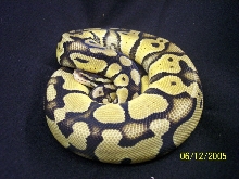 my pastel