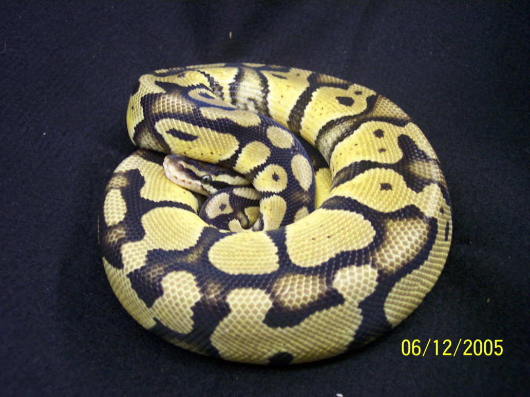 my pastel