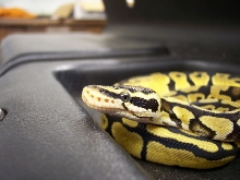 Pastel Male