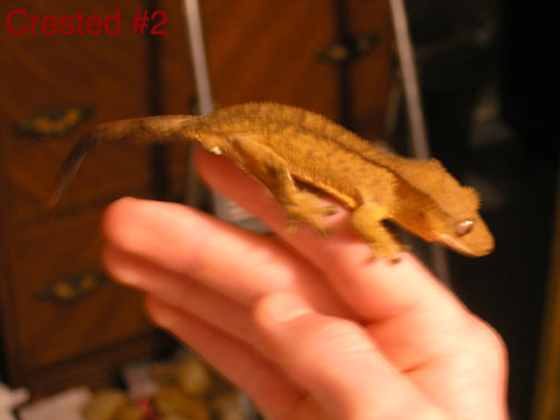 Crested1