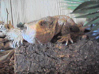 curious look - savannah
