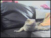 Savannah Monitor