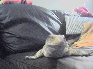 Savannah Monitor