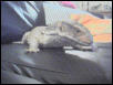 savannah hanging out on the couch