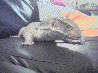 savannah hanging out on the couch