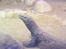 another komoto in la zoo