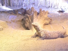 komoto in la zoo