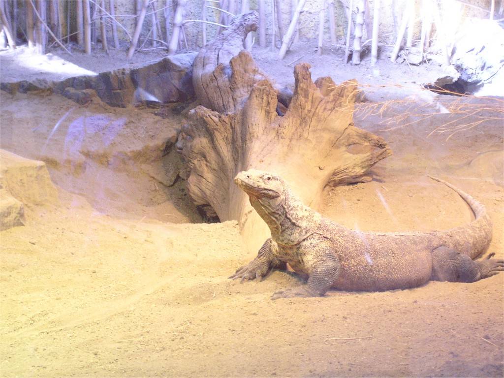 komoto in la zoo