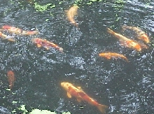 feeding time