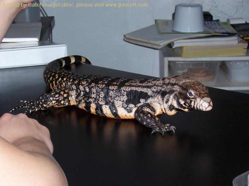 Hybrid on Counter