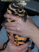 Hybrid Belly