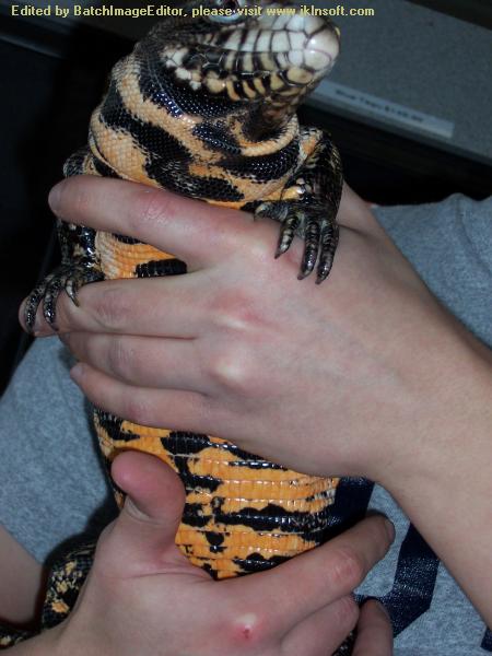Hybrid Belly