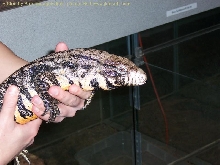 Holding Hybrid