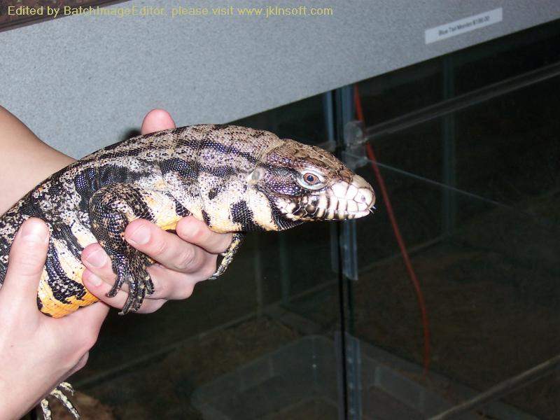 Holding Hybrid