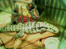 Lazy Lizard