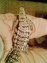 on my lap