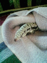 A curious tegu