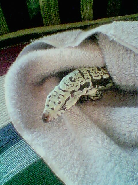 A curious tegu