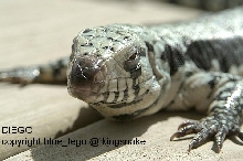 DIEGO - blue tegu