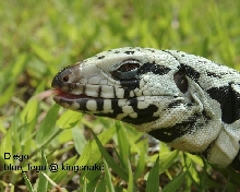 Grass