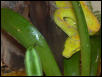 Green Tree Python