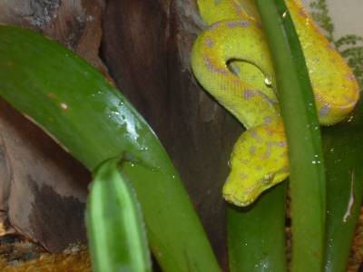 Green Tree Python