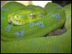 GTP5
