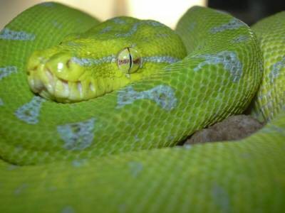 GTP5