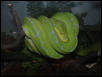 GTP6