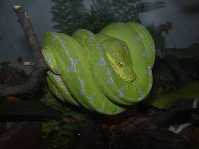 GTP6