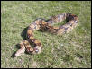 female boa