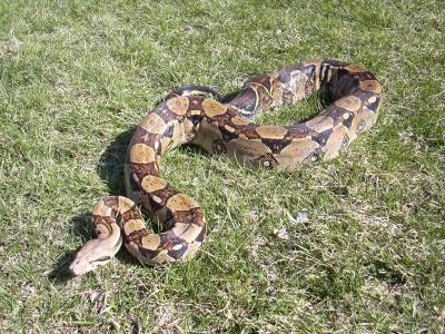 female boa