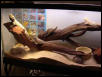 Bearded dragon setup
