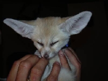 Fenec fox