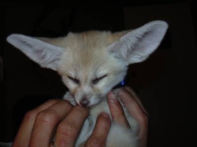 Fenec fox