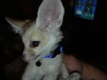 fenec fox