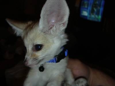 fenec fox