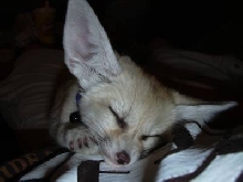 fox pic 3