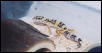leopard gecko