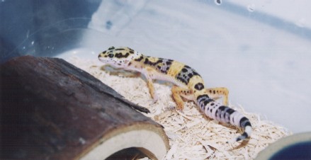 leopard gecko