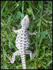 leopard female